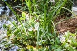 HEISSNER Anpflanzhilfe / Böschungsmatte 1 X 5m (TZ191-00) 8 HEISSNER Anpflanzhilfe / Böschungsmatte 1 X 5m (TZ191-00) -Heissner TZ191 00 stibi4 heissner