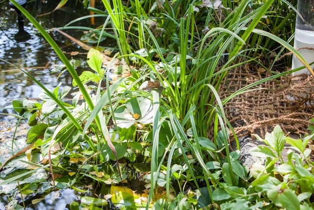 HEISSNER Anpflanzhilfe / Böschungsmatte 1 X 5m (TZ191-00) 4 HEISSNER Anpflanzhilfe / Böschungsmatte 1 X 5m (TZ191-00) – Bild 4