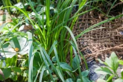 HEISSNER Anpflanzhilfe / Böschungsmatte 1 X 5m (TZ191-00) 9 HEISSNER Anpflanzhilfe / Böschungsmatte 1 X 5m (TZ191-00) -Heissner TZ191 00 stibi5 heissner