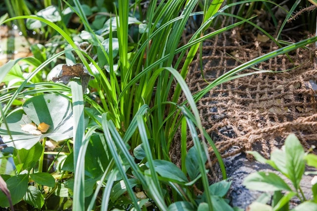 HEISSNER Anpflanzhilfe / Böschungsmatte 1 X 5m (TZ191-00) 5 HEISSNER Anpflanzhilfe / Böschungsmatte 1 X 5m (TZ191-00) – Bild 5