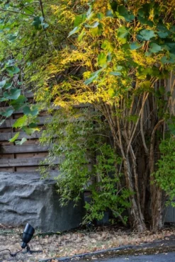 Heissner SMART LIGHT Spot, 4W, Warmweiss, Metall (L424-00) -Heissner smartlight emotion baum beleuchtung heissner 1